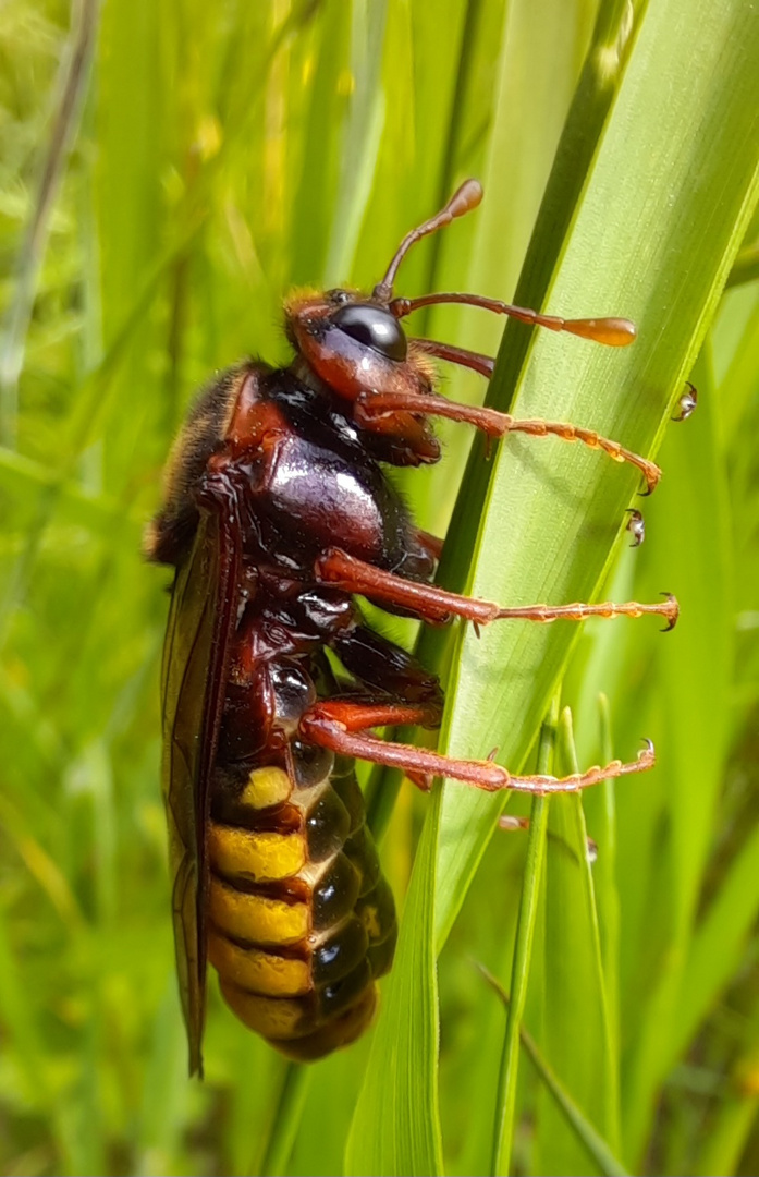 Wer bin ich? Rätsel gelöst. Ich bin eine Erlen- Keulhornblattwespe.