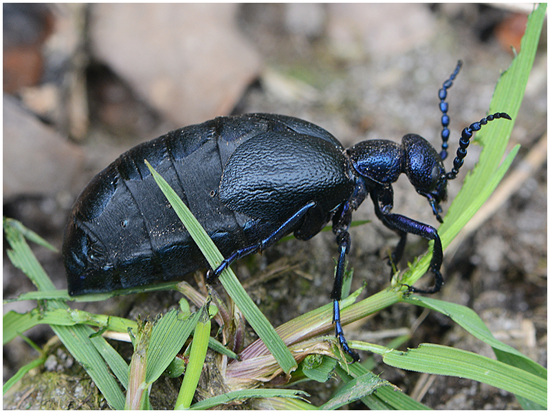 Wer bin ich? - Schwarzblauer Ölkäfer oder Schwarzer Maiwurm - Meloe proscarabaeus