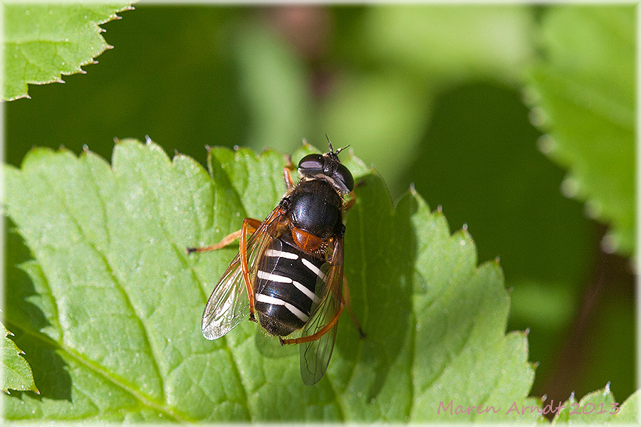 Wer bin ich... Sericomyia lappona