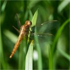 Wer bin ich? - Weibchen der Feuerlibelle (Crocothemis erythraea)