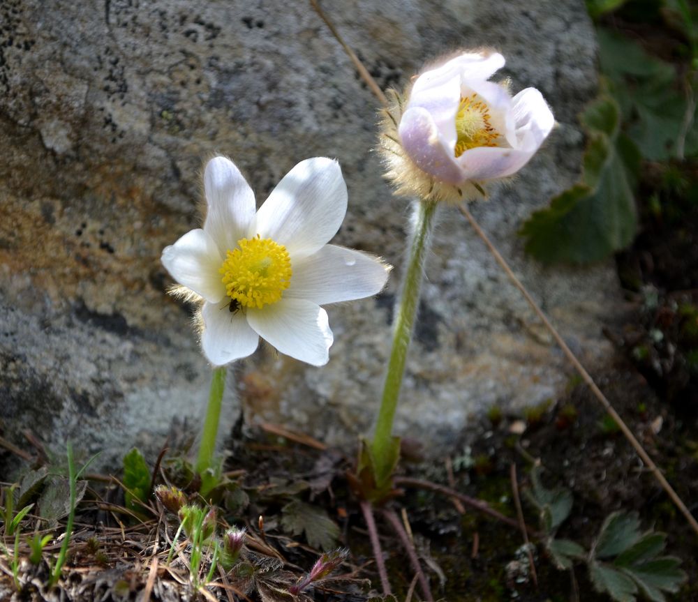 Wer bin ich? Wunderschöne Alpenblume!