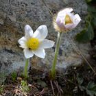 Wer bin ich? Wunderschöne Alpenblume!