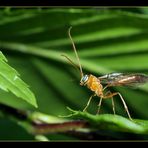 Wer bin ich....gelöst von Elke Ophion luteus