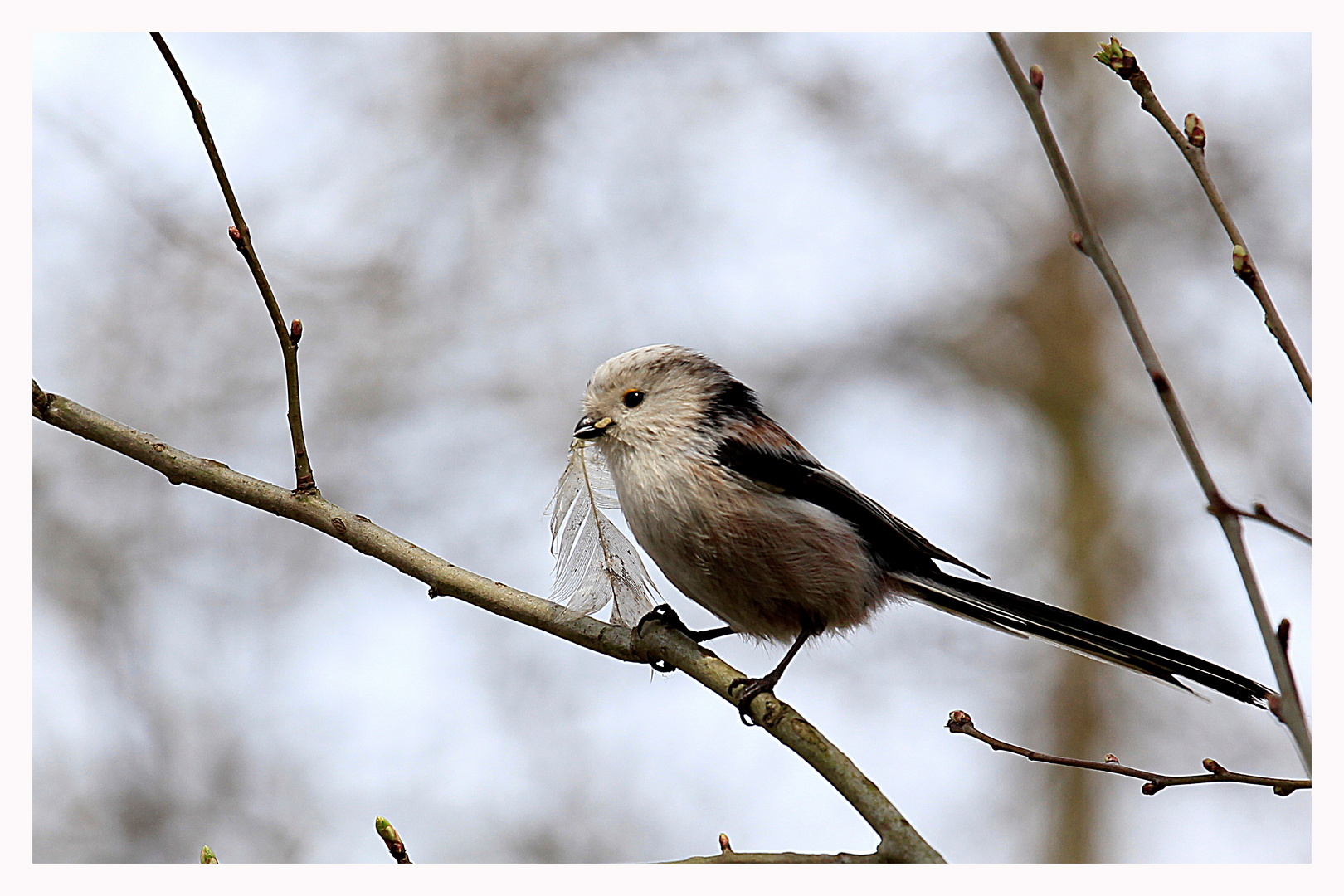 Wer - bitte - kann mir sagen was dieses für ein Vogel ist ?