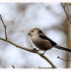 Wer - bitte - kann mir sagen was dieses für ein Vogel ist ?