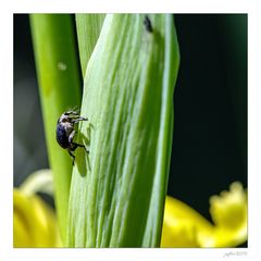 Wer bohrt beschwingt durch Blatt und Borke...