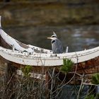 Wer braucht schon Flügel, wenn er ein Boot hat 