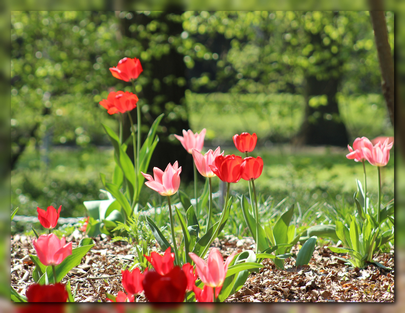 Wer braucht schon Tulpen aus Amsterdam  ...