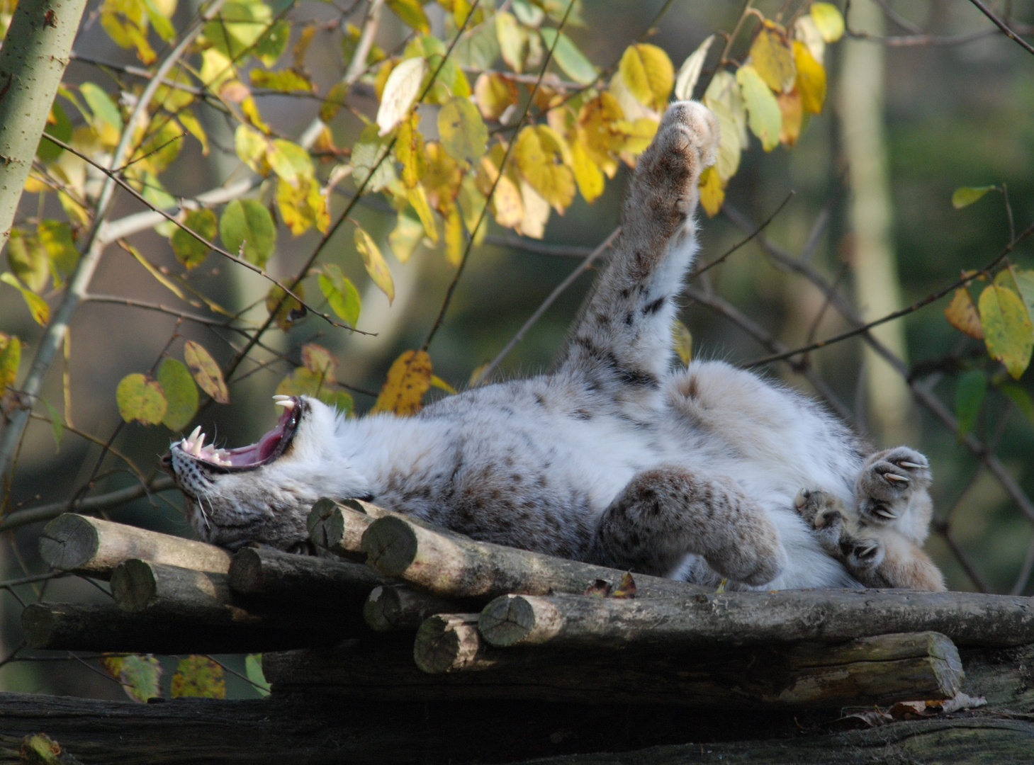 Wer das Maul soooo weit aufreisst...- ist natürlich ein LUCHS