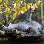 Wer das Maul soooo weit aufreisst...- ist natürlich ein LUCHS