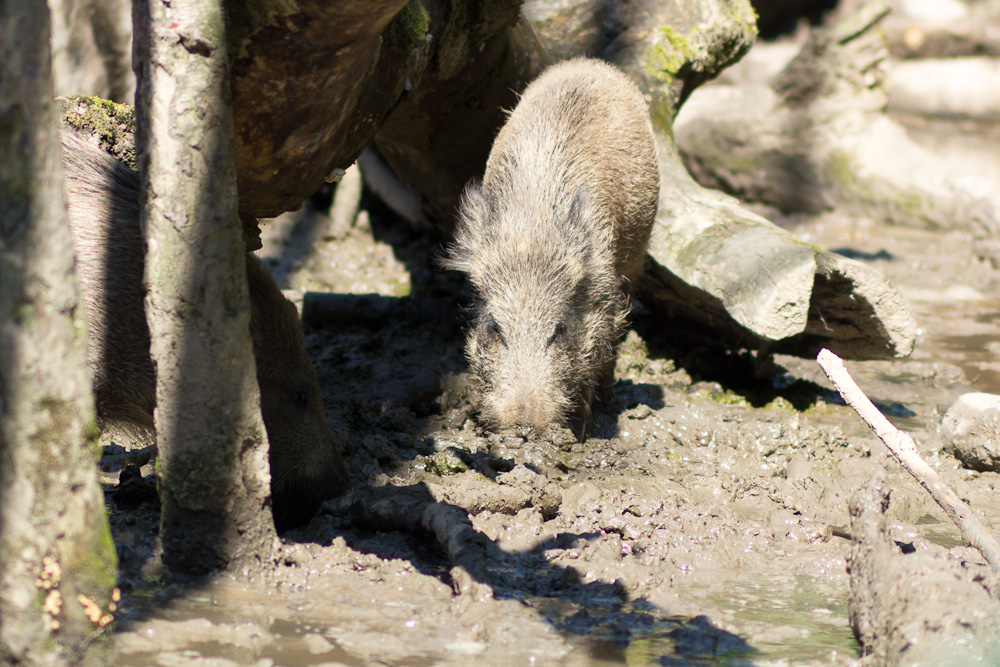 Wer das zweite Wildschwein findet darf es behalten