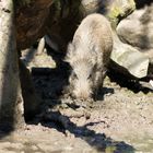 Wer das zweite Wildschwein findet darf es behalten