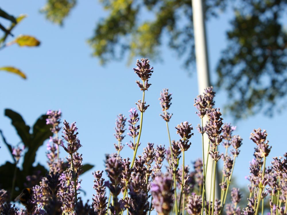 Wer den Duft von Lavendel riecht...