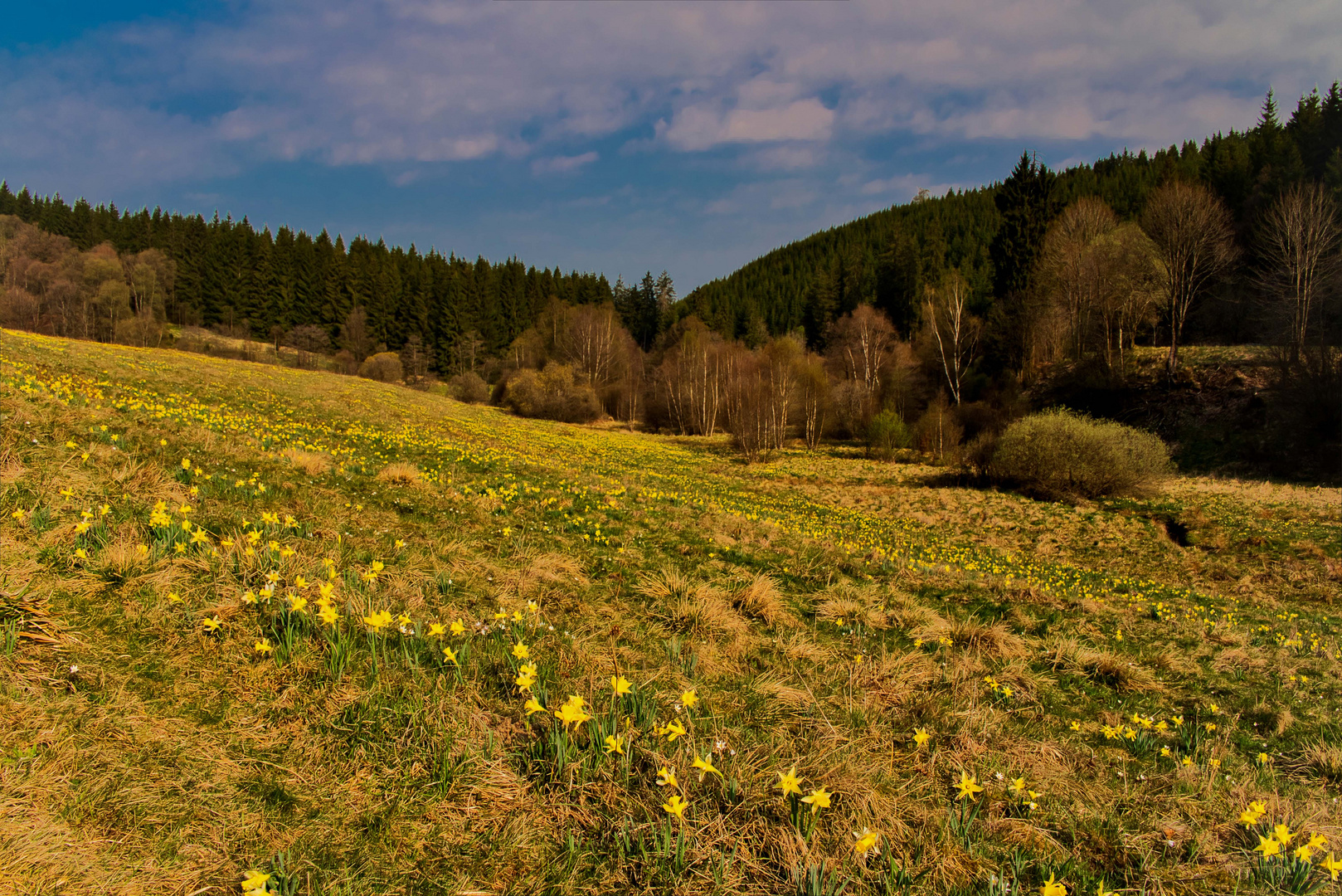 wer den Frühling sucht - in der Eifel blüht er auf