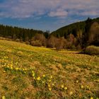 wer den Frühling sucht - in der Eifel blüht er auf