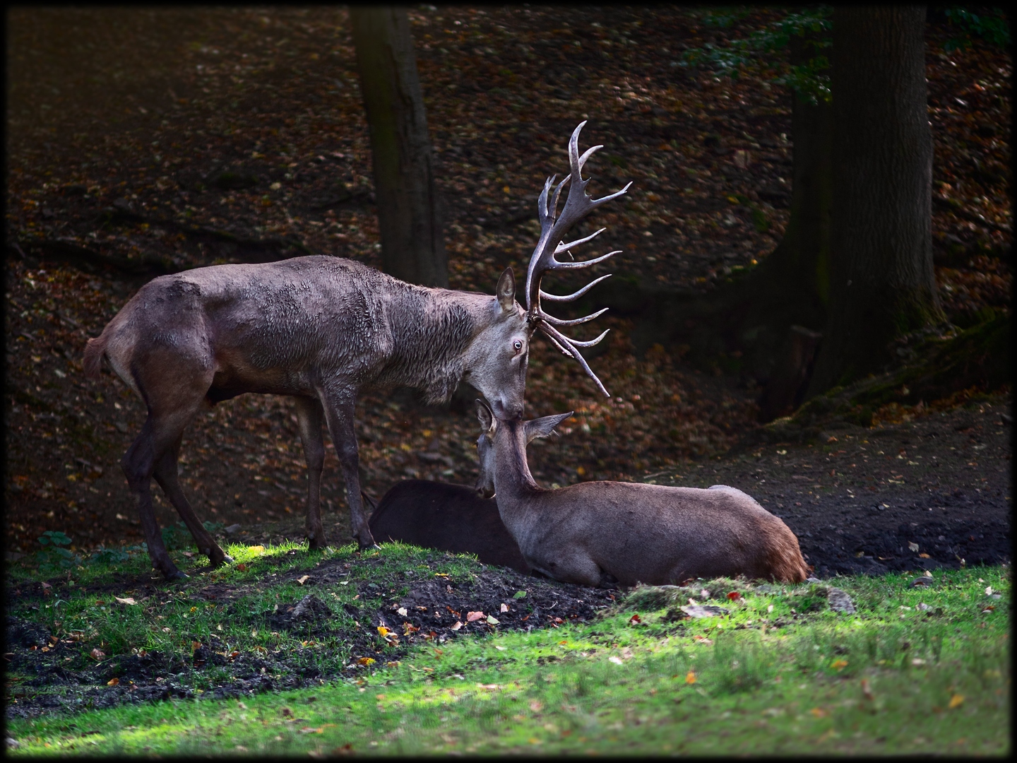 Wer den Hirsch beim röhren stört...