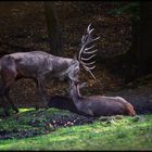 Wer den Hirsch beim röhren stört...