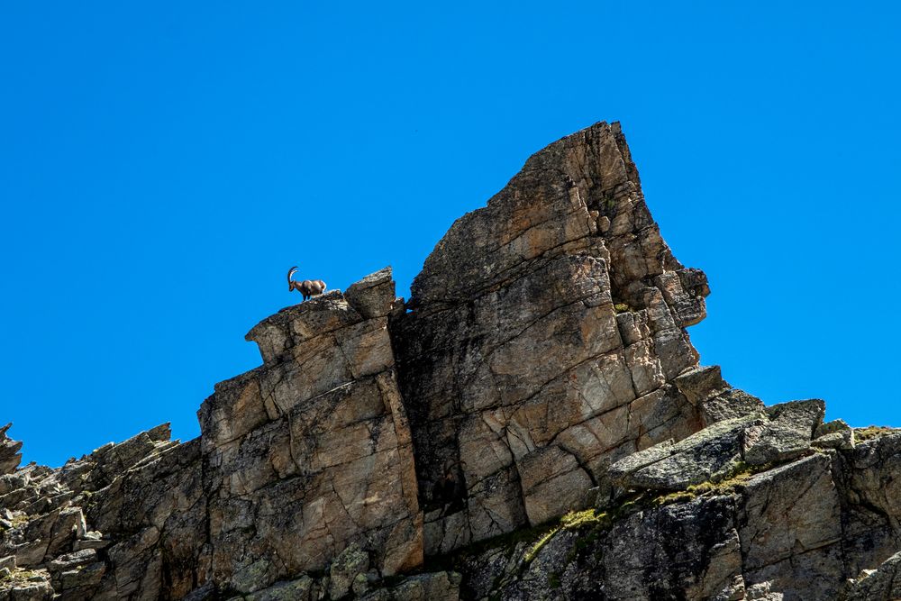 Wer den Steinbock erkennt...