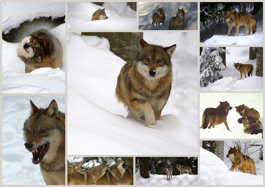 Wer den Wolf fürchtet kennt nicht den Menschen