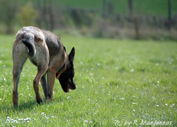 Wer den Wolf scheut ...