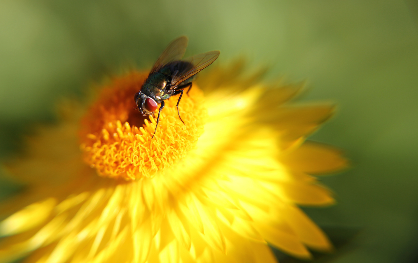 Wer denkt da an Fliegenklatsche?