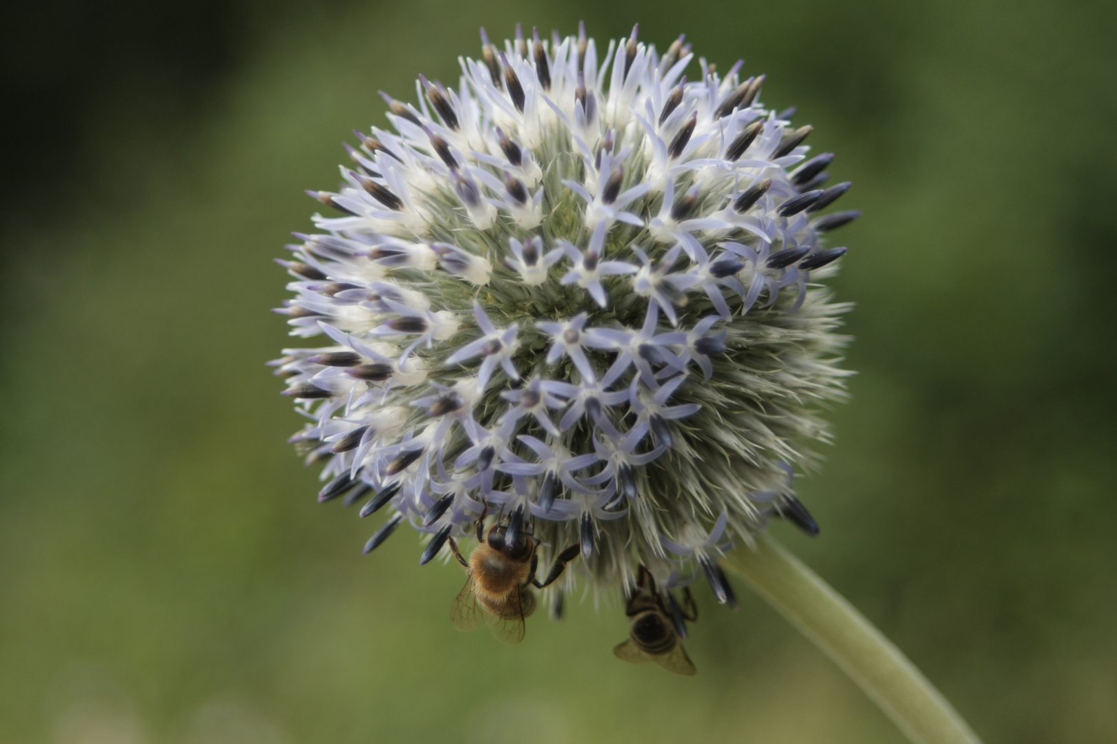 Wer die Nektarquelle kennt, bekommt bei Bedarf die Insekten ;-)