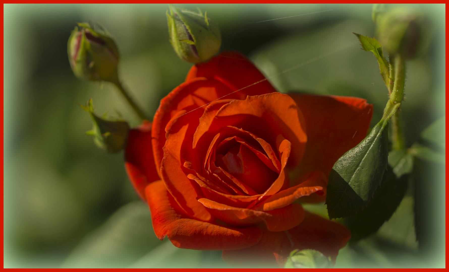 "Wer die Rose, wer die Rose ehrt..." (Renft)