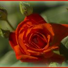 "Wer die Rose, wer die Rose ehrt..." (Renft)