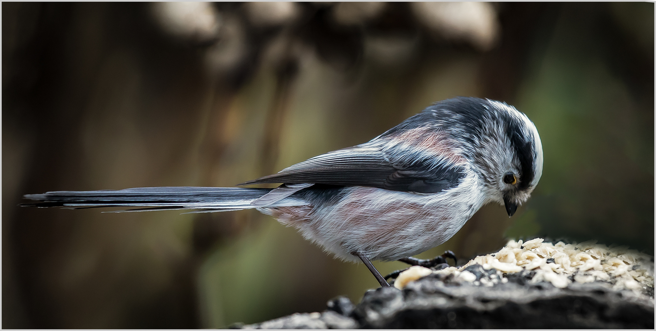 wer die Wahl hat, hat die Qual... Foto & Bild tiere, wildlife, wild lebende vögel Bilder wer die Wahl hat, hat die Qual... Foto & Bild tiere, wildlife, wild lebende vögel Bilder