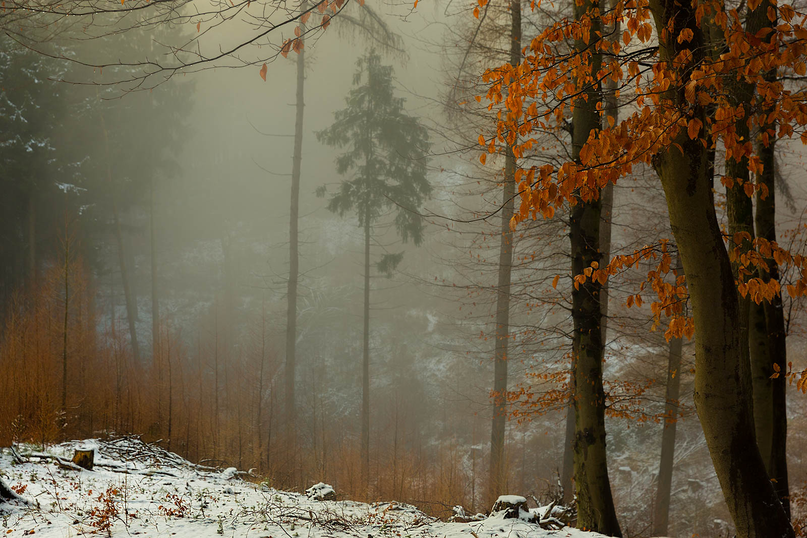 Wer durch Wälder wandert ...  John F. Carlson