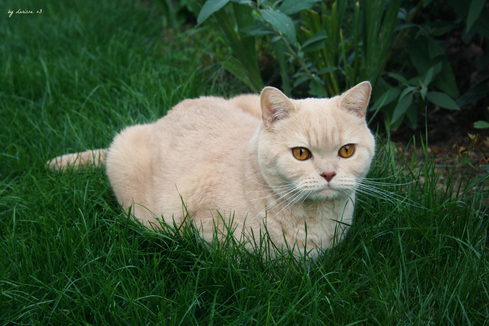 Wer eine Katze hat, braucht das Alleinsein nicht zu fürchten!