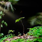 Wer einen Baum pflanzt, wird den Himmel gewinnen.