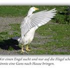 Wer einen Engel sucht....