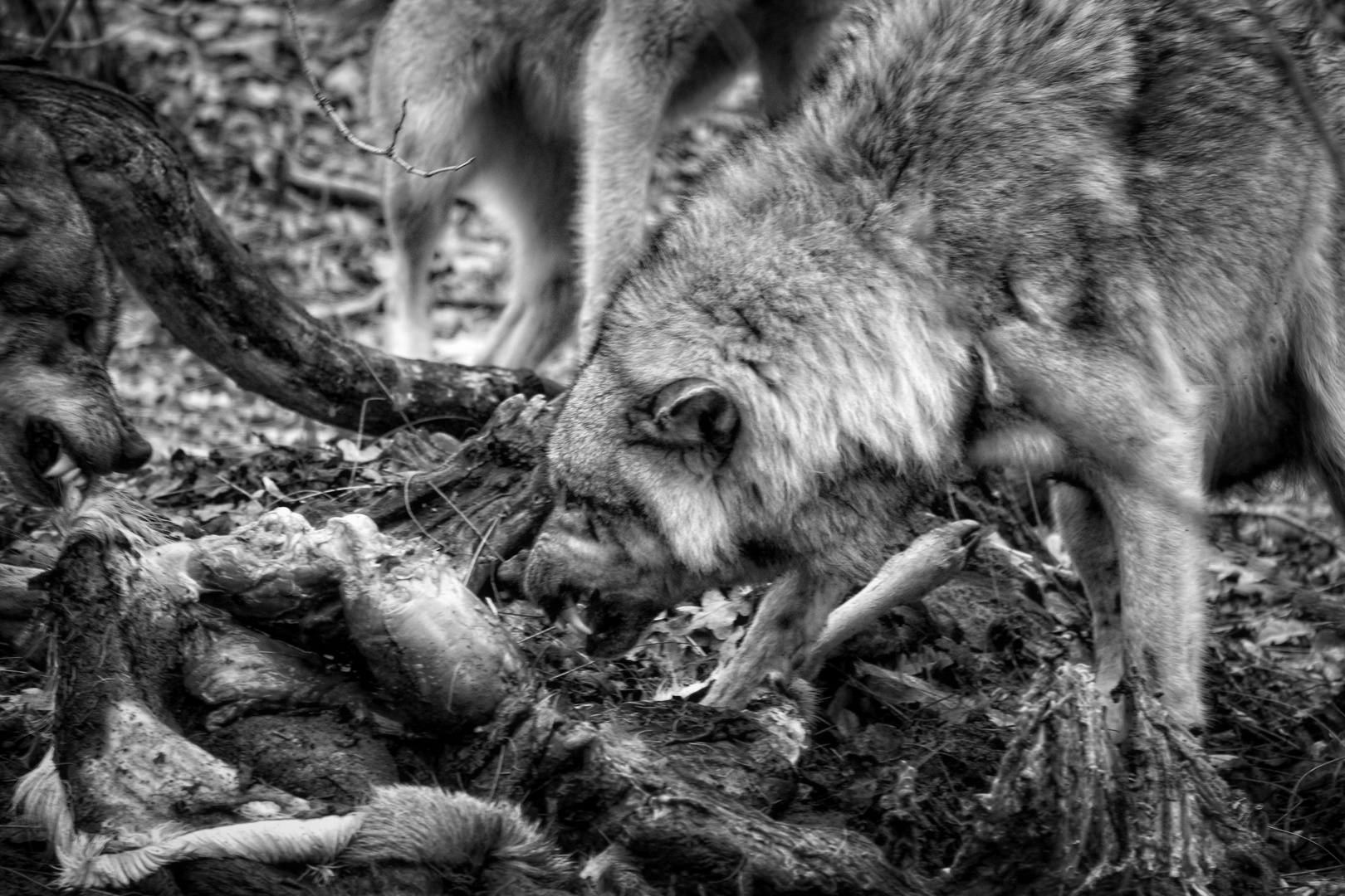 Wer einen Wolf zum Freund hat, braucht einen Hund zum Wächter.