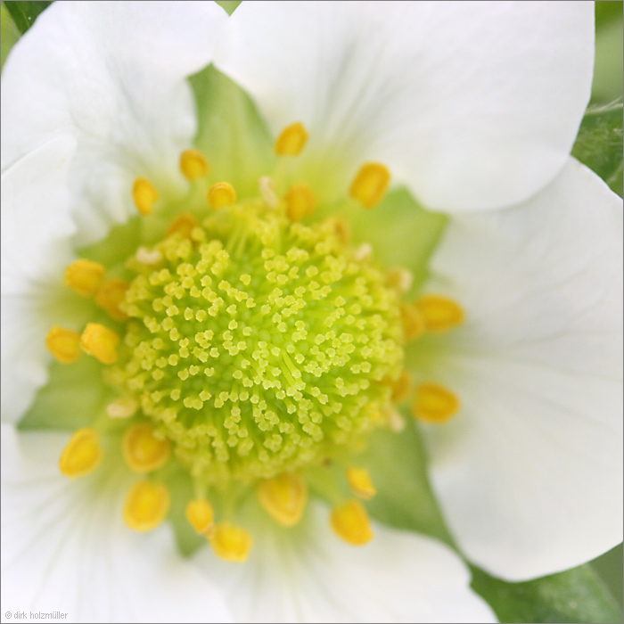 Wer erkennt die Blüte?