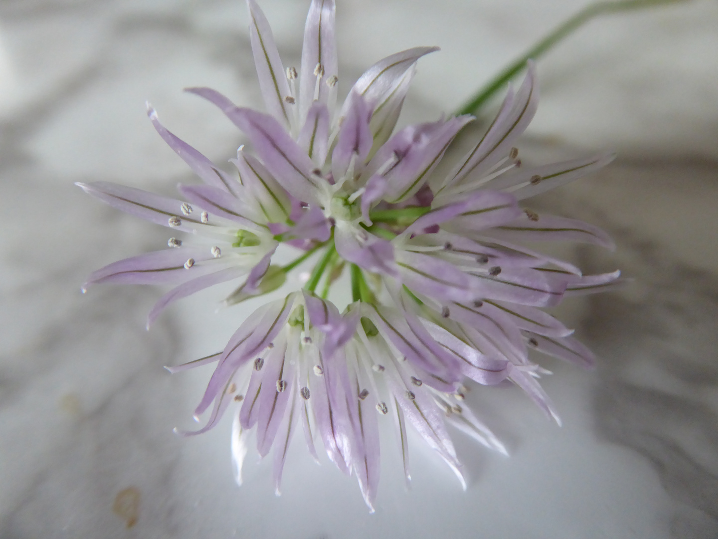 Wer erkennt diese Blüte?