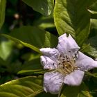 Wer erkennt sie diese Blüte?