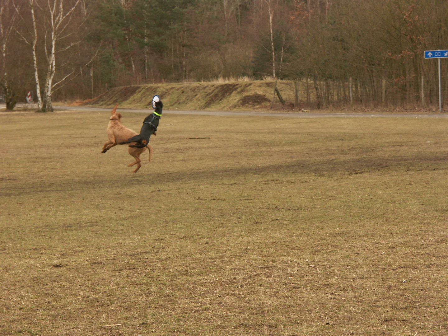 Wer fängt das Scheibchen ........ - Dobermann und Vizlar