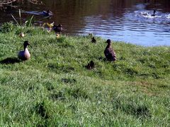 Wer findet die kleinen Enten ?