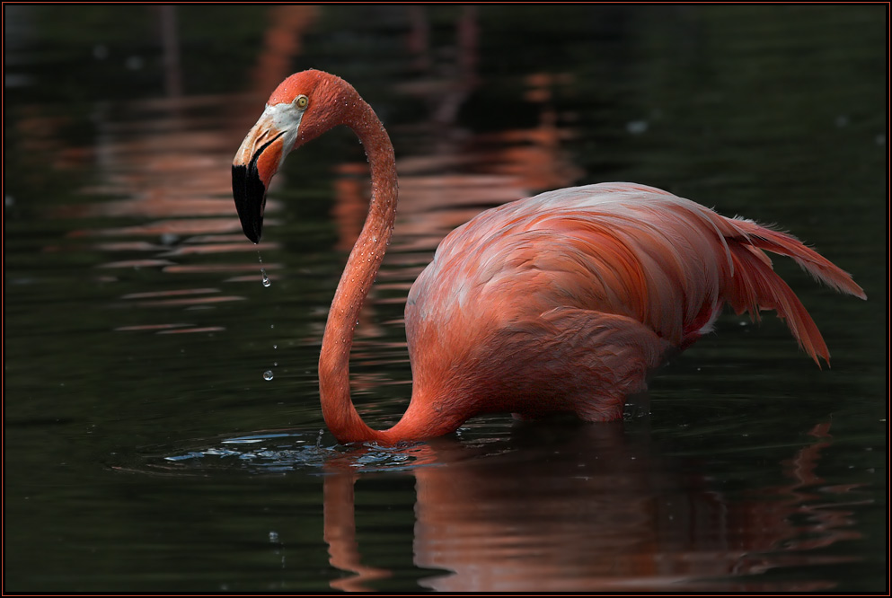 Wer fischen will, scheue kein Wasser