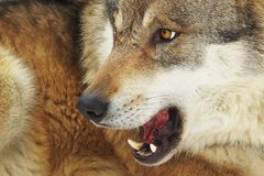 Wer fürchtet sich vorm bösen Wolf?