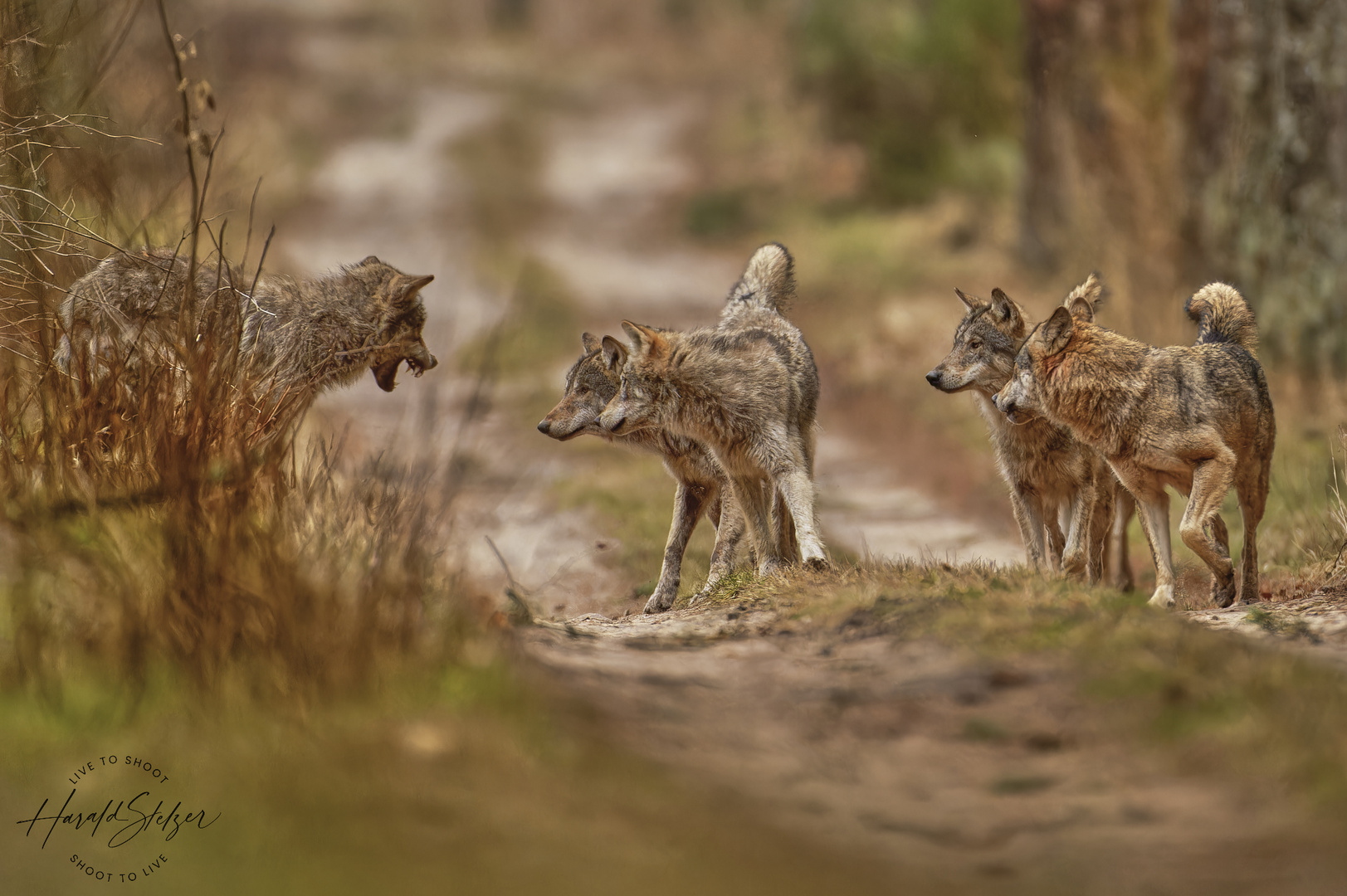 Wer fürchtet sich vorm bösen Wolf?