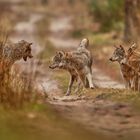 Wer fürchtet sich vorm bösen Wolf?