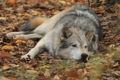 Wer fürchtet sich vorm bösen Wolf ?