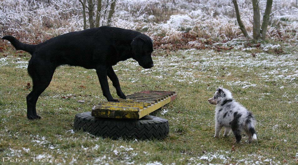 Wer fürchtet sich vor'm schwarzen Hund?