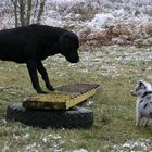 Wer fürchtet sich vor'm schwarzen Hund?