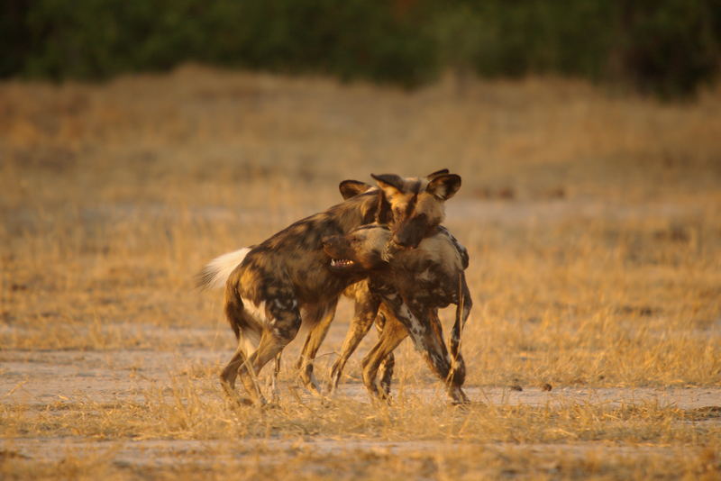Wer gegen wen, Wildhunde, Khwai River Botswana