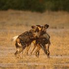 Wer gegen wen, Wildhunde, Khwai River Botswana