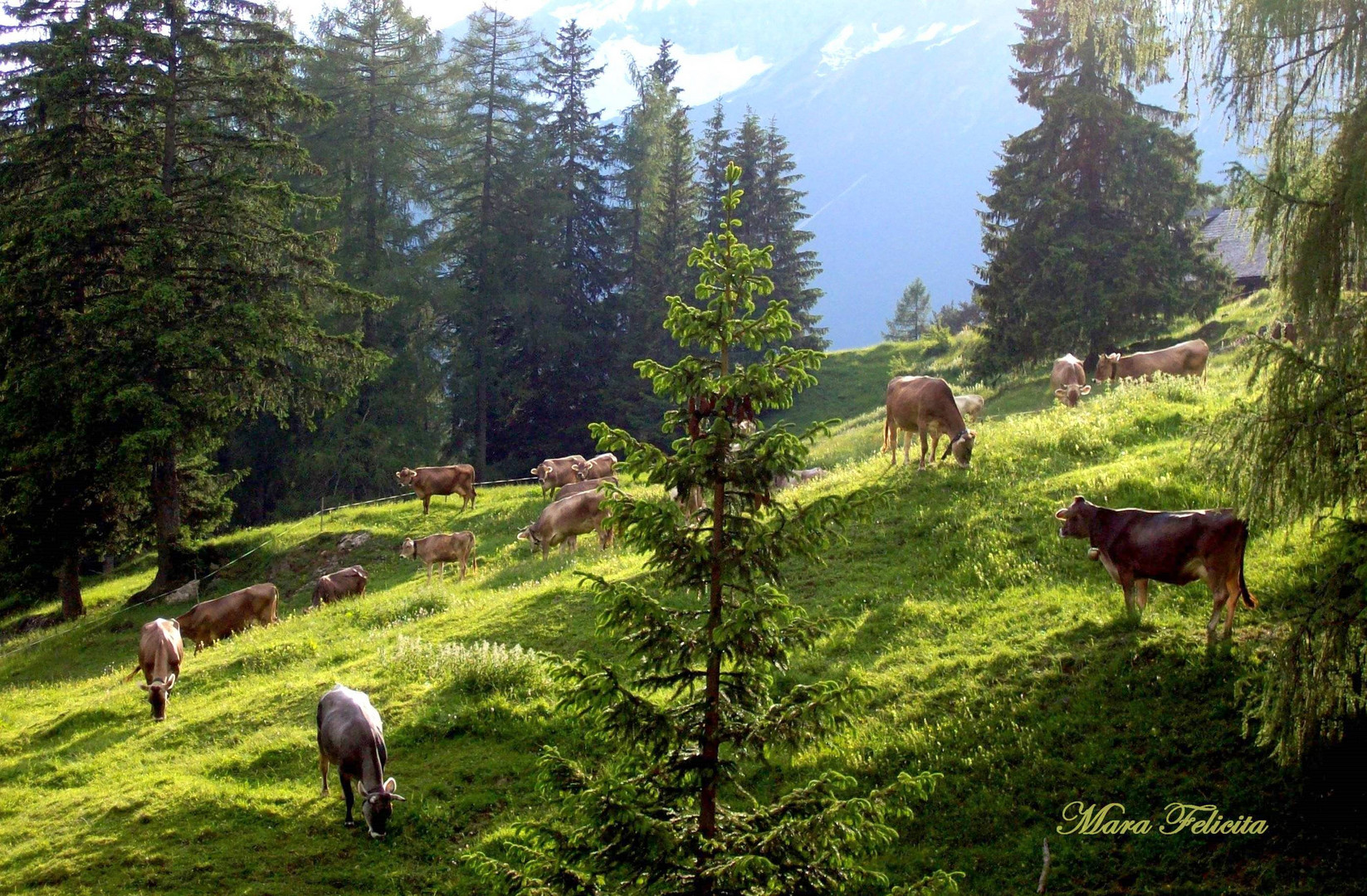 WER GEHT MIT MIR AUF DIE ALM?