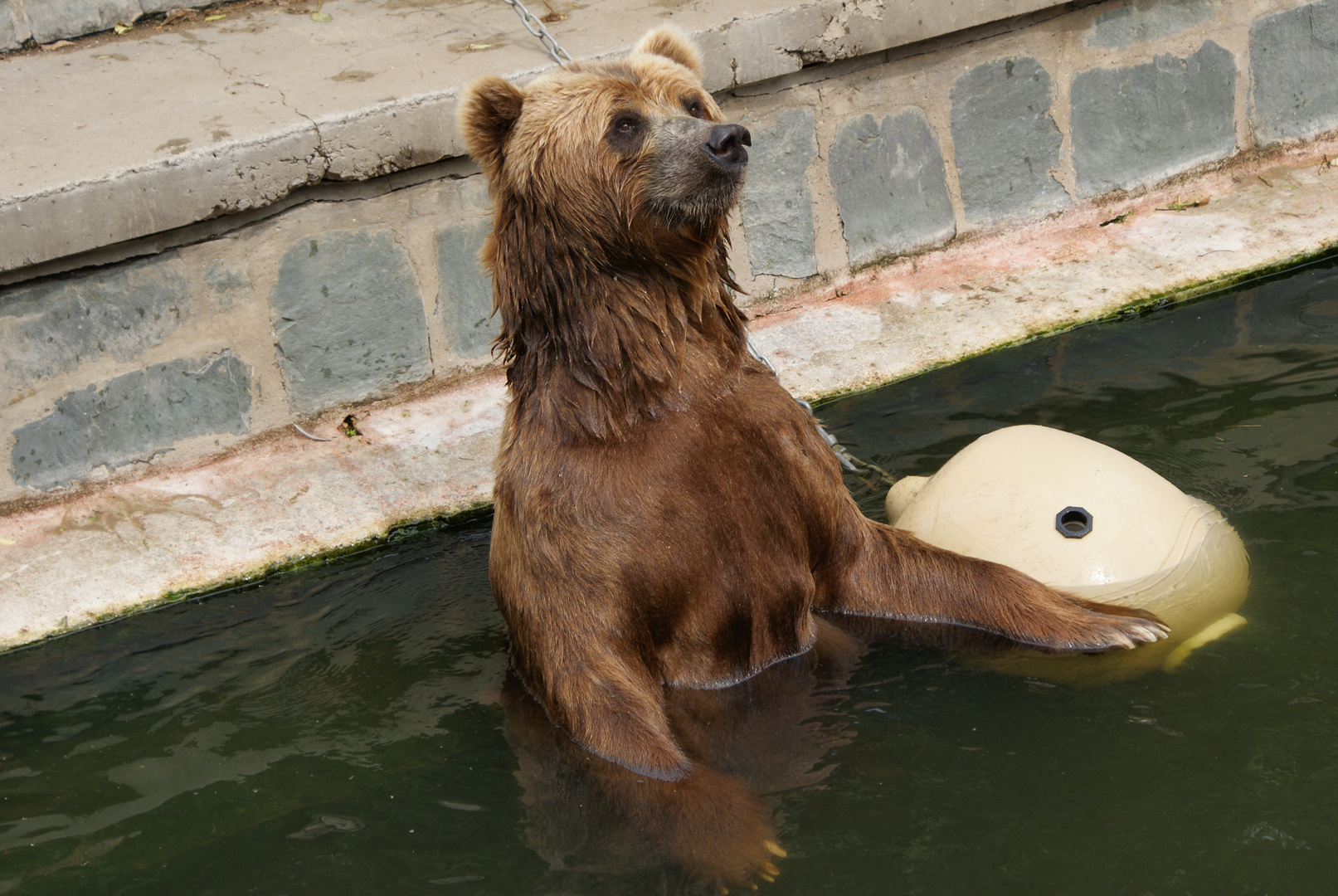 Wer geht mit mir Schwimmen?